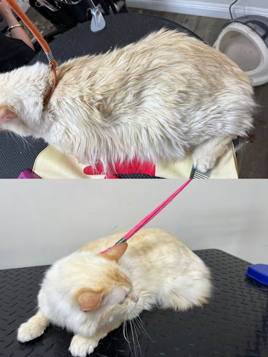 Paw Paw Pet Grooming image