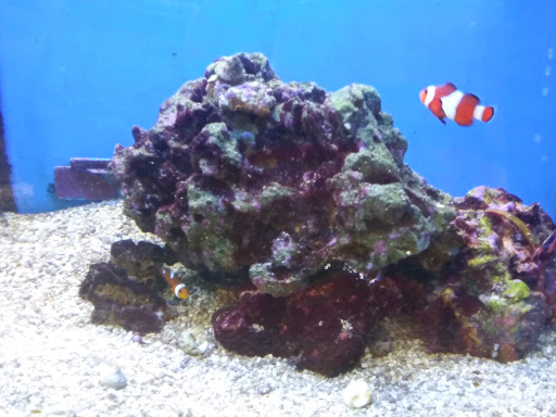 Pet Supply Store «Petco Animal Supplies», reviews and photos, 1209 New Brunswick Ave, Phillipsburg, NJ 08865, USA