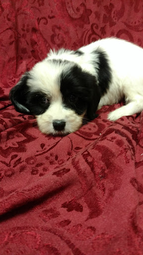 Pet Store «Dream Puppys», reviews and photos, 1461 Westgate Pkwy, Dothan, AL 36303, USA