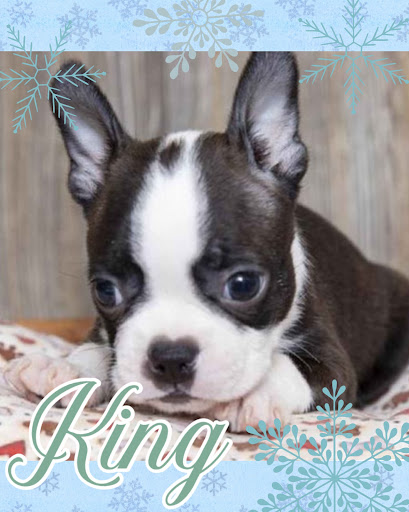 Pet Store «Pet Express», reviews and photos, 250 Granite St, Braintree, MA 02184, USA