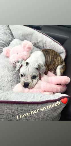 Pet Store «Animal Kingdom», reviews and photos, 4500 N Oracle Rd #254, Tucson, AZ 85705, USA