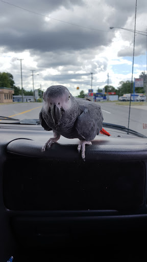 Public Golf Course «Glenhurst Golf Course», reviews and photos, 25345 W 6 Mile Rd, Redford Charter Twp, MI 48240, USA