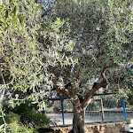 Photo n°2 de l'avis de Anna.a fait le 27/07/2023 à 08:43 sur le  Azienda Agricola Badu e Chercu s.s.a Fattoria Didattica à Oliena