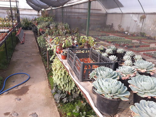 Servicio de jardinería Ecatepec de Morelos