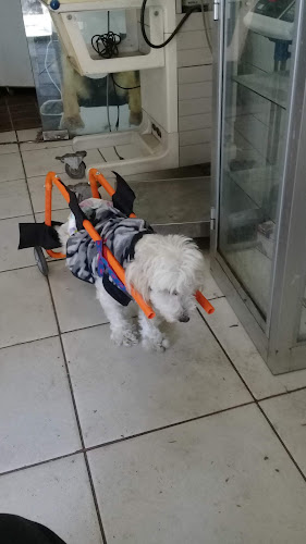 Veterinaria Payllahue - Veterinario