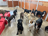 Camp Bow Wow - Photo 3 - Car repair in Mesa, AZ, Tempe