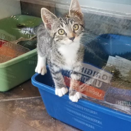 Pet Adoption Service «Found Animals Adopt & Shop», reviews and photos, 353 Lakewood Center Mall, Lakewood, CA 90712, USA