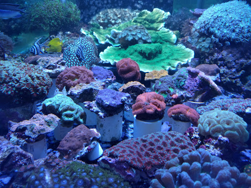 BluReef Aquarium image 9