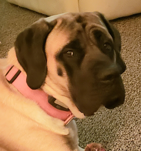 Pet Supply Store «Petco Animal Supplies», reviews and photos, 5239 Harvey St, Norton Shores, MI 49444, USA