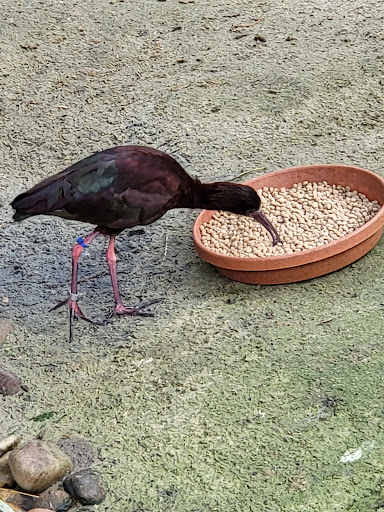 Tourist Attraction «Tracy Aviary», reviews and photos, 589 1300 S, Salt Lake City, UT 84105, USA