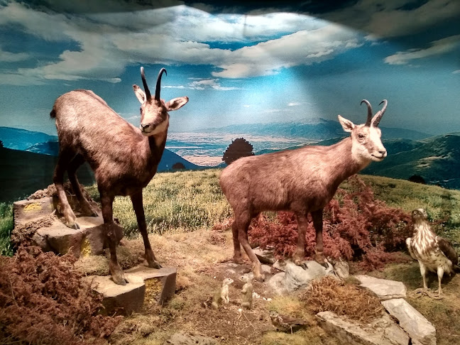 Παρανέστι 660 35