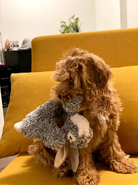 Queens Puppy - Photo 4 - Car repair in Sunnyside, NY, New York