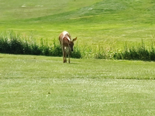 Golf Course «Rutgers Golf Course», reviews and photos, 777 Hoes Ln W, Piscataway Township, NJ 08854, USA