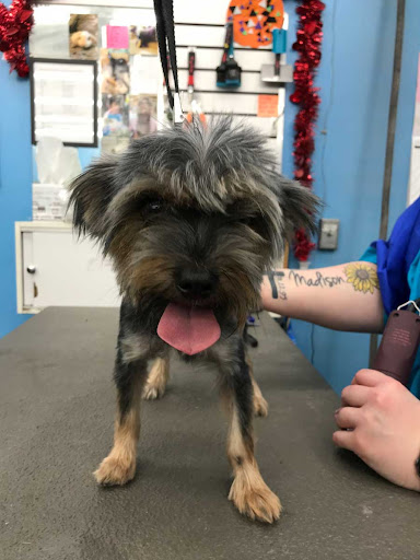 Pet Supply Store «Ridge Dog Shop», reviews and photos, 1505 N Parham Rd, Richmond, VA 23229, USA