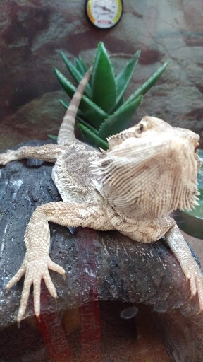 Pet Supply Store «Petco Animal Supplies», reviews and photos, 430 N Euclid St, Anaheim, CA 92801, USA