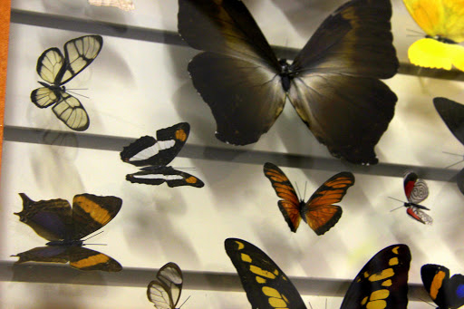 Toy Store «Brookside Toy and Science», reviews and photos, 330 W 63rd St, Kansas City, MO 64113, USA