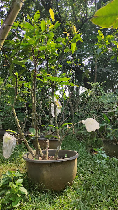 Kebun Jambu Madu Deli 'GANSIT' (jual bibit & pohon usia berbuah)