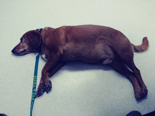 Western Animal Clinic image