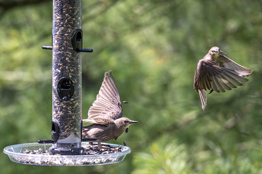 Seed Supplier «Wild Birds Unlimited», reviews and photos, 1192A W Kemper Rd, Cincinnati, OH 45240, USA