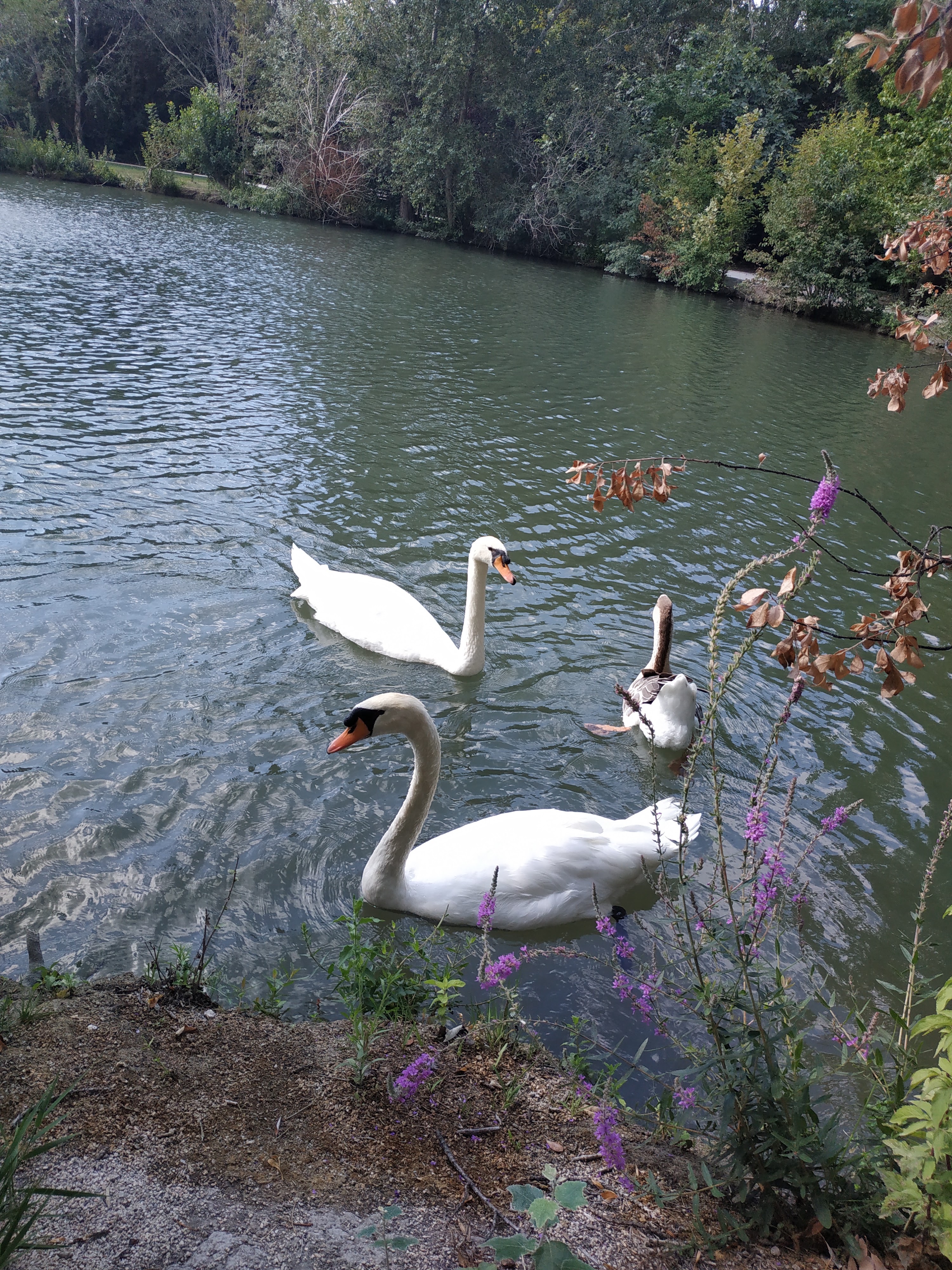 Photo n° 1 de l'avis de Romy.h fait le 05/09/2019 à 11:34
