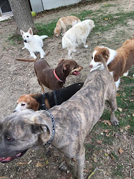 Photo n°8 de Les Ptits Bonheurs - Pension canine et féline à Aigrefeuille-d'Aunis ()
