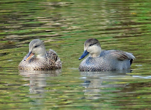 Nature Preserve «Black River Riparian Forest and Wetland», reviews and photos, Oakesdale Ave SW, Renton, WA 98057, USA