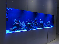 Aquarium Specialties - Photo 3 - Car repair in Trujillo Alto, Puerto Rico, San Juan