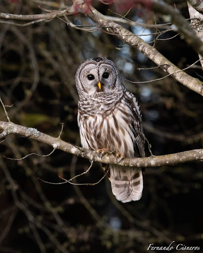 Tourist Attraction «NatureScaping Wildlife Botanical Gardens», reviews and photos, 11000 NE 149th St, Brush Prairie, WA 98606, USA