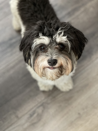 On The Spaw Pet Grooming Salon image