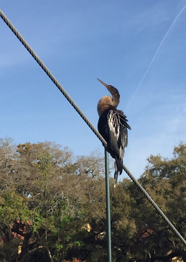 Park «Cranes Roost Park», reviews and photos, 274 Cranes Roost Blvd, Altamonte Springs, FL 32701, USA