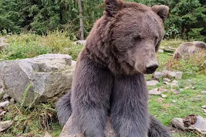 Rehabilitation center of brown bears image