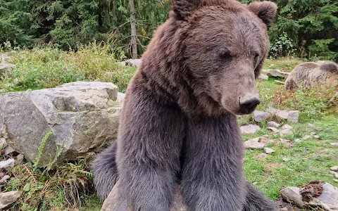 Rehabilitation center of brown bears image