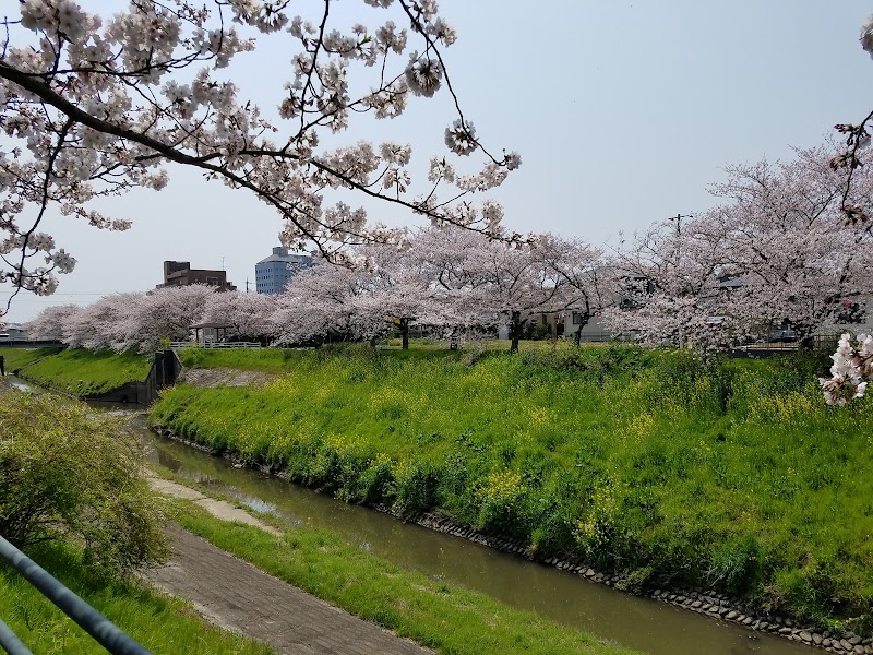 桜並木 茂原市高師