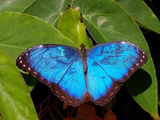 Natural History Museum «Florida Museum of Natural History», reviews and photos, 3215 Hull Rd, Gainesville, FL 32611, USA