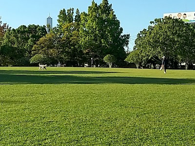 春日公園 芝生広場