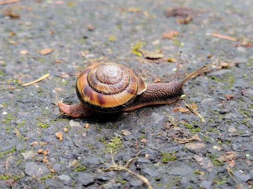 Park «Tualatin Hills Nature Park», reviews and photos, 15655 SW Millikan Way, Beaverton, OR 97006, USA