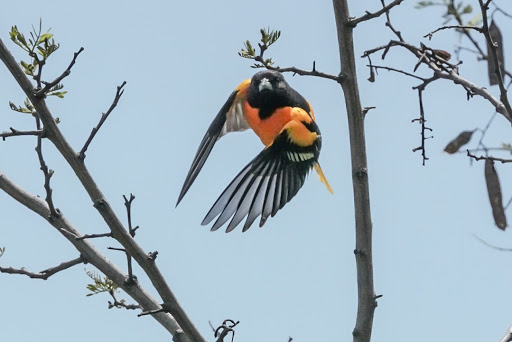 Park «Highland Park», reviews and photos, Interboro Pkwy, Brooklyn, NY 11208, USA