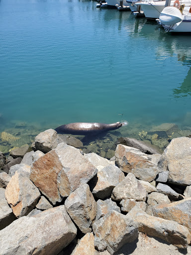 Oceanside Harbor Village image