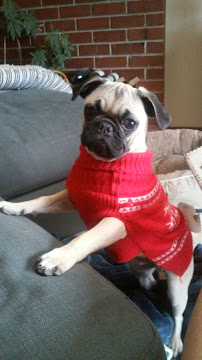 King's Pet Sitting - Photo 7 - Car repair in Roseville, CA, Sacramento