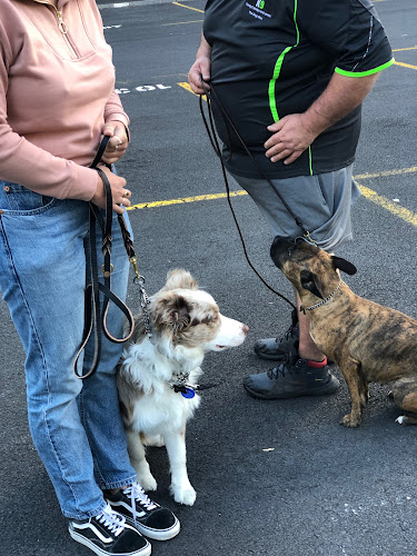 NEK9 PROFESSIONAL DOG TRAINING - Auckland