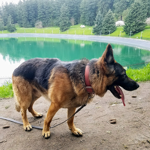 Park «Mt. Tabor Park», reviews and photos, SE Salmon St, Portland, OR 97215, USA