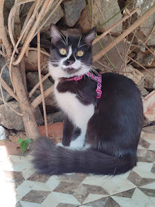 Gato