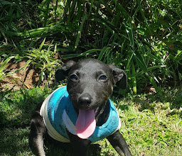 VetCare Animal Clinic photo