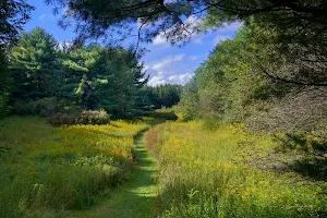 Roy H Park Preserve - North (Short) Trail image