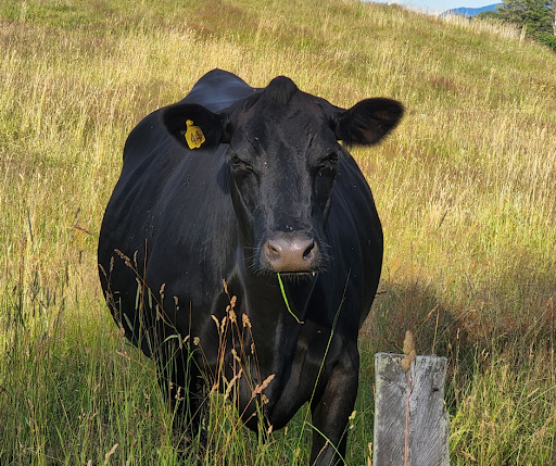 Chevrolet Dealer «Littleton Chevrolet Buick», reviews and photos, 851 Meadow St, Littleton, NH 03561, USA