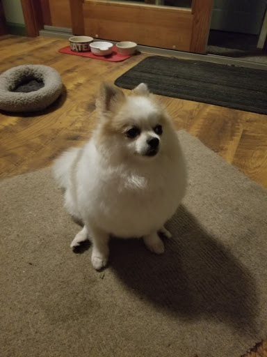 Pet Supply Store «Petco Animal Supplies», reviews and photos, 240 Upland Square Dr, Stowe, PA 19464, USA