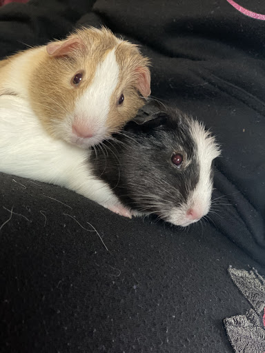 Pet Supply Store «Pet Supplies Plus», reviews and photos, 175 Memorial Ave, West Springfield, MA 01089, USA