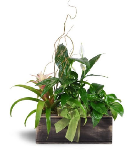 Florist «Shaw And Boehler Florist», reviews and photos, 31 Clinton Ave, Cortland, NY 13045, USA