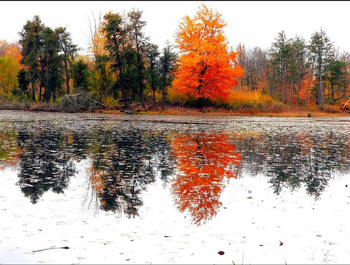 Nature Preserve «Reinstein Woods Nature Preserve», reviews and photos, 93 Honorine Dr, Depew, NY 14043, USA