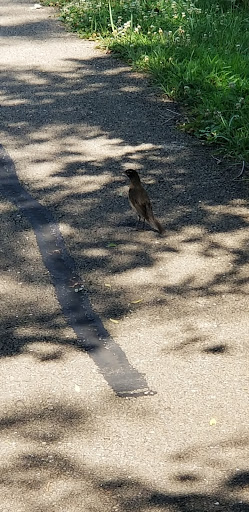 Nature Preserve «Rock Run Preserve - Paul V. Nichols Access», reviews and photos, Essington Rd, Joliet, IL 60435, USA